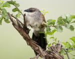 White-browed Coucal