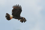 Snail Kite (male) flying, Panama