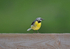 Grey Wagtail