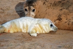Atlantic Grey Seal