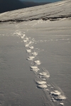 Polarbear tracks 9899