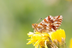 Shepherds Fritillary