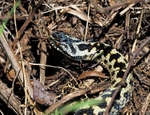 Adder