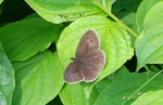 Ringlet