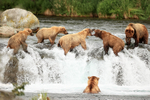 Brown Bear fight over salmon, Brooks Falls, Alaska