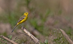 Yellow Wagtail - Motacilla flava