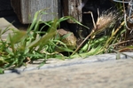 Ocellated Lizard