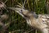 Bittern close-up on Big Otmoor