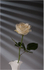 Only a rose