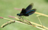 Banded   Demoiselle