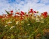 No.0015 Exton Road Poppies