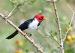 Cardinal 1