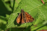Large Skipper, Ardley Wood Quarry, Oxfordshire
