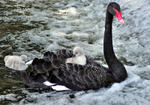 Cygnet taking a ride on mum