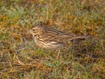 Meadow Pipit