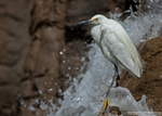 Little Egret