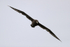 White-chinned Petrel head-on in flight, Pacific Ocean, Chile