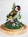 Gold Finch