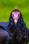 turkey vulture Cathartes aura-4396
