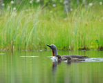 Red-throated Diver and two chicks swimming
