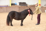 Class 5 - Mares 4 Years and over portfolio