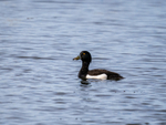 Tufted Duck