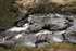 4891 White Water, Glendoll Forest