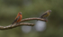 Common Crossbill