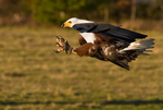 African Fish Eagle