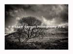 Tree at Lough Nafooey