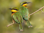 Little Bee Eaters