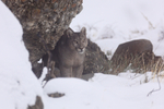 Puma Petaca sheltering out of snow, Torres del Paine, Chile