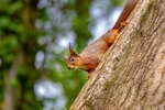 z4192 Hide n Seek, Squirrel, Borthwood Copse