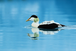 Drake Eider on glacial lagoon, Jokulsarlon, Iceland