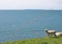 Lundy Sheep  Canoe IMG_1833 1