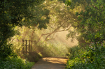 z2109 Summer Mist, Alverstone