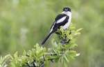 Woodchat Shrike