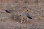 Playful Cape Fox
