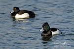 tufted duck 010212  2