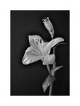 lily 2