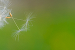 Dandelion Seeds, Ireland