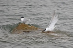 Sandwich Terns