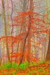 Autumn Sapling   ref 9848
