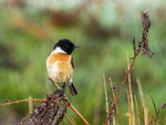 Stonechat
