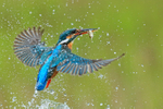 Kingfisher (female) takes off with fish, Scotland