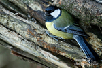 Great Tit 030216 2a