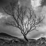 Lone Tree Isle of Mull Monocrome 93182