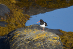 Oystercatcher