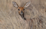 Steenbok