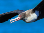 Great Frigatebird (female) close-up in flight, Kilauea Point, Kauai